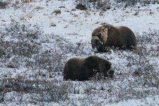 1200 2016-10-03 Kangerlussuaq Tundrasafari 182CS6vz.jpg