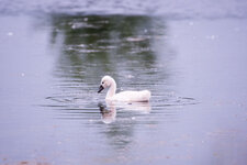 Baby_schwan-3765.jpg