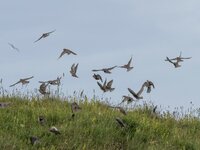 dslrHelgoland25.6.17-Vögel-2.jpg