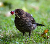 Amsel-5D-4471-02.jpg