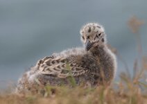 dslrHelgoland25.6.17-Möwenküken-1.jpg