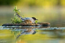 comp_DSC_37792.jpg