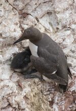 dslrHelgoland24.6.17-Lumme-7a.jpg