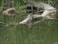 c__7021150-2.jpg
