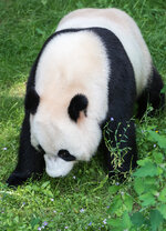 RiesenpandaXingYa.jpg