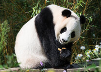 RiesenpandaWuWen.jpg