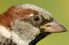 1 BA Spatz 500 100.jpg