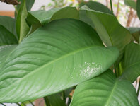 DSC00018_raw_WB.jpg
