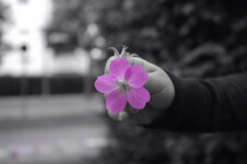 PinkFlower_small.jpg