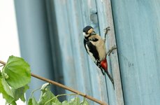 Buntspecht--20130629-3959.jpg
