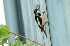 Buntspecht--20130629-3960.jpg