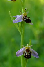 DSC_5204 fo.jpg