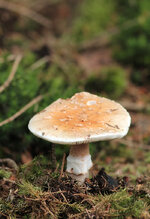 IMG_6860s.jpg