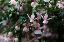 IMG_0041F.jpg IMG_0041F.jpg