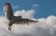 comp_IMG_9790-2.jpg