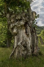 mystery-tree-11.jpg