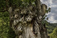 mystery-tree-13.jpg mystery-tree-13.jpg