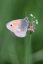 dslrHB8.8.17schmetterling-1.jpg