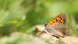 DSC_1613 - Kopie.jpg