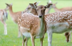 Tierpark_DCM_4770.jpg