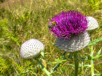 Distel02-58.jpg