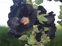 schwarze_stockrose.jpg