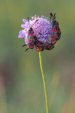 Esparsetten-Widderchen, Zygaena carniolica1.jpg