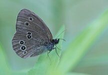 dslrSpa25.7.17-schmetterling-6.jpg