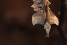 IMG_3051-stackaus12-forum.jpg