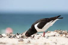 dslrHelgoland24.6.17-austernfischer-3a.jpg