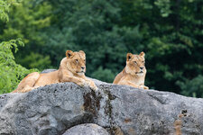 VZ_Zoo_Wuppertal-9795.jpg
