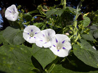P1000281.jpg