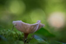 IMG_2493comp.jpg