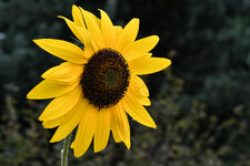 Sonnenblume-6252.jpg