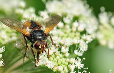 Fliege 3.jpg