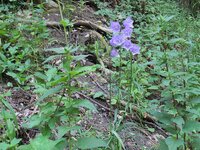 DSCF2826.jpg