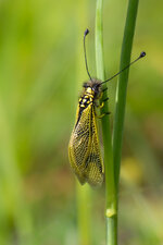 Langfühleriger Schmetterlingshaft (Libelloides longicornis)_Q22A1152.jpg