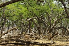 Akazienwald Zimbabwe.jpg
