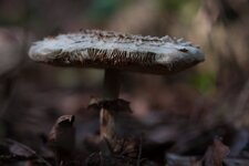 waldpilz.jpg