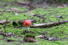 Pilz Ef 400mm 5.61.jpg