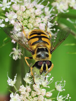 Zweiband-Wiesenschwebfliege Epistrophe eligans Männchen.jpg