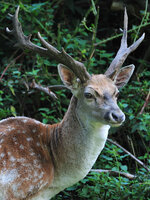 Mesopotanischer Damhirsch.jpg