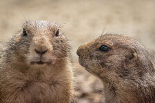 VZ_Zoo_Bochum-0214-Bearbeitet.jpg