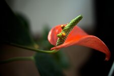 IMG_7502.jpg