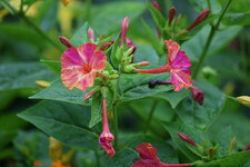 mirabilis_jalapa.jpg