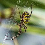 Crop Spinne LR CHS 001.jpg