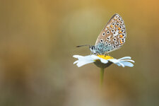 DSC_3177 - Kopie.jpg