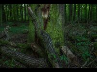 Waldansichten_2.jpg