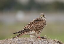 dslrTH19.9.17turmfalke-4.jpg