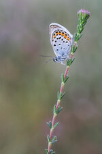 20170618-IMG_0103-b.jpg